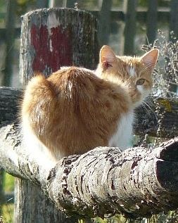 File:Fawn and white cat, Belarus 2014 (cropped).jpg