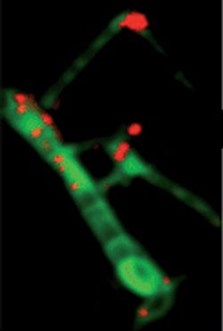 File:Fe-decorated carbon nanotube.jpg