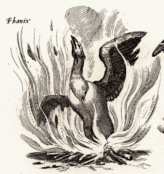 File:Fenix.jpg