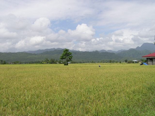 File:Grainery of Poblacion Zone-2.jpg