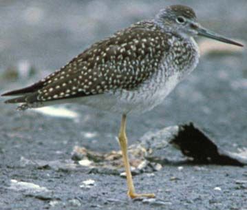 File:GreaterYellowlegs23.jpg