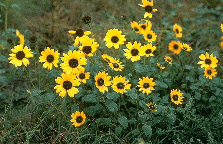 File:Helianthus petiolaris USDA.jpg