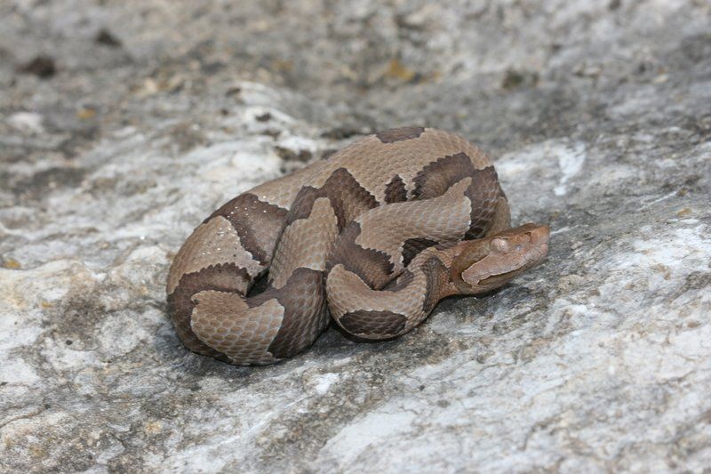 File:IowaHerps Agkistrodon contortrix.jpg