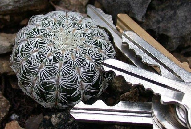 File:Lace Cactus (Echinocereus reichenbachii) 2.jpg