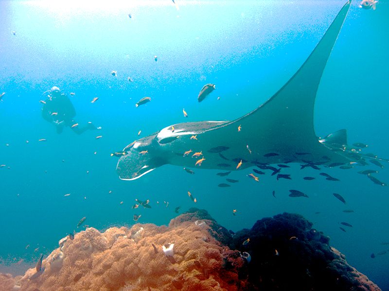 File:Manta birostris-Thailand6.jpg