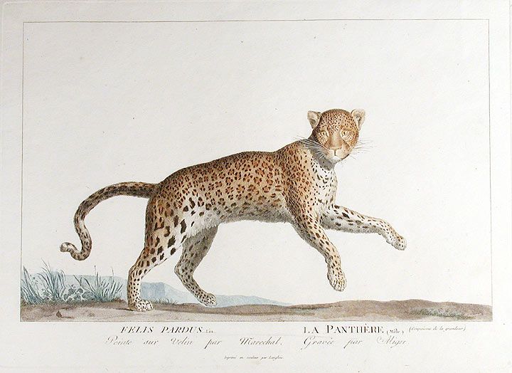 File:Miger - Felis Pardus.jpg