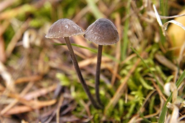 File:Mycena galopus nigra - lindsey.jpg