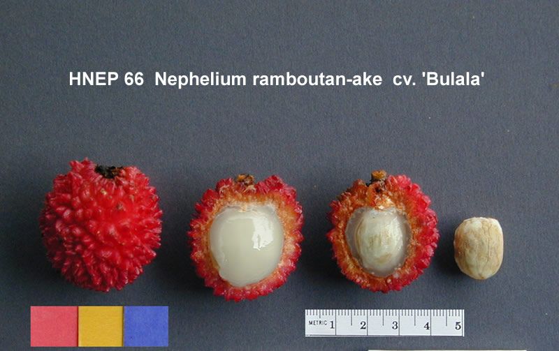 File:Nephelium ramboutan-ake1.jpg