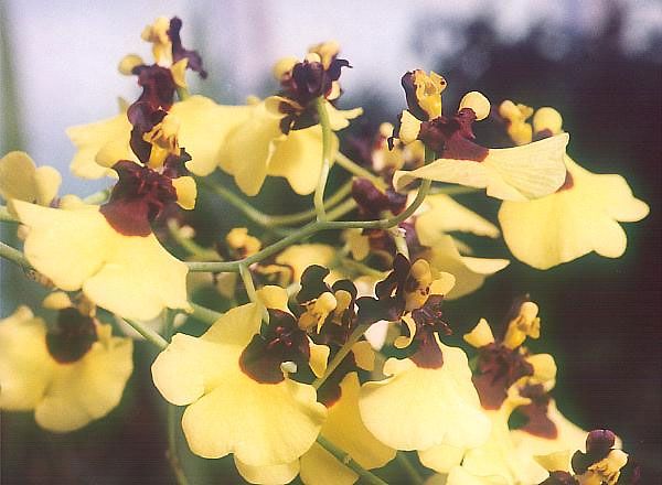 File:Oncidium-varicosum.jpg