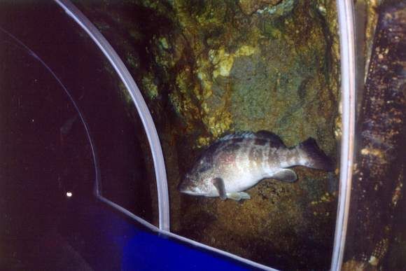 File:One-of-the-fish-at-UnderWaterWorld.jpg