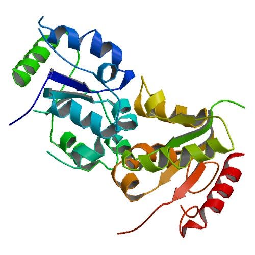 File:PBB Protein TLR10 image.jpg