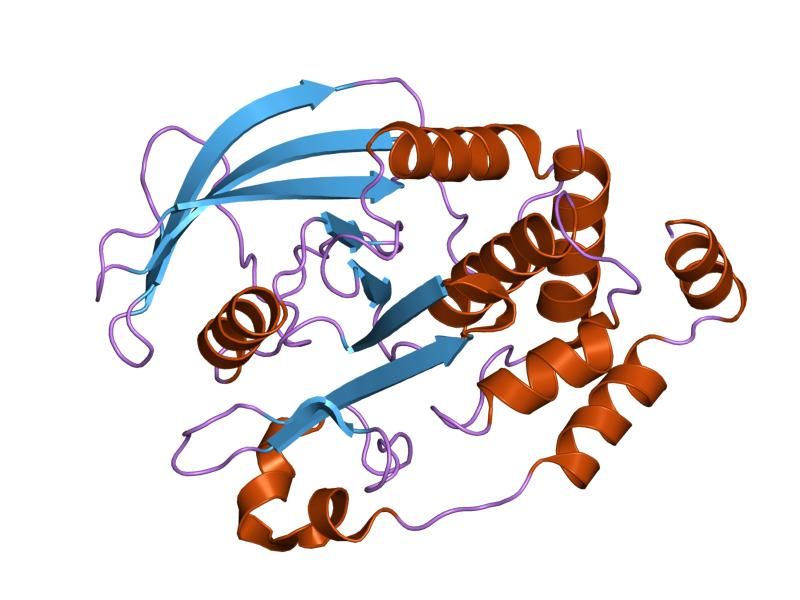 File:PDB 1l8k EBI.jpg