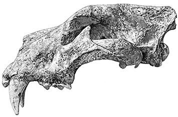 File:Panthera fossilis.jpg