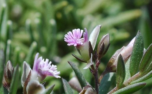 File:Polygala monspeliaca.jpg