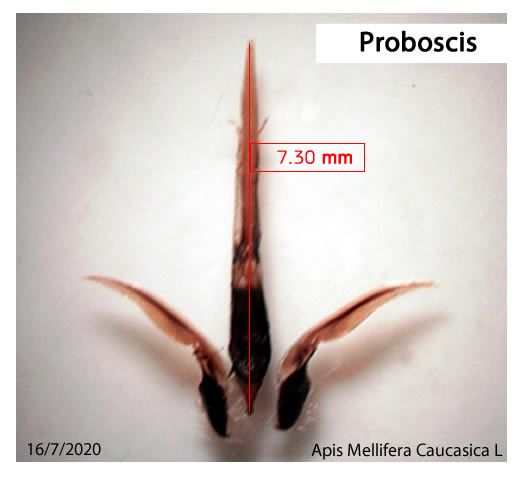 File:Proboscis Apis.m.Caucasia.jpg