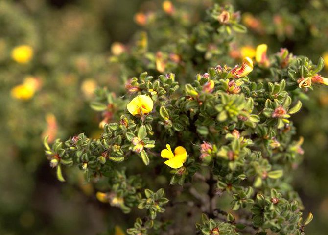 File:Pultenaea trifida.jpg