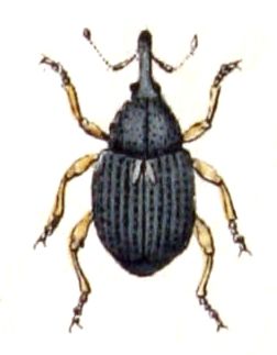 File:Rhinoncus.pericarpius.-.calwer.34.07.jpg