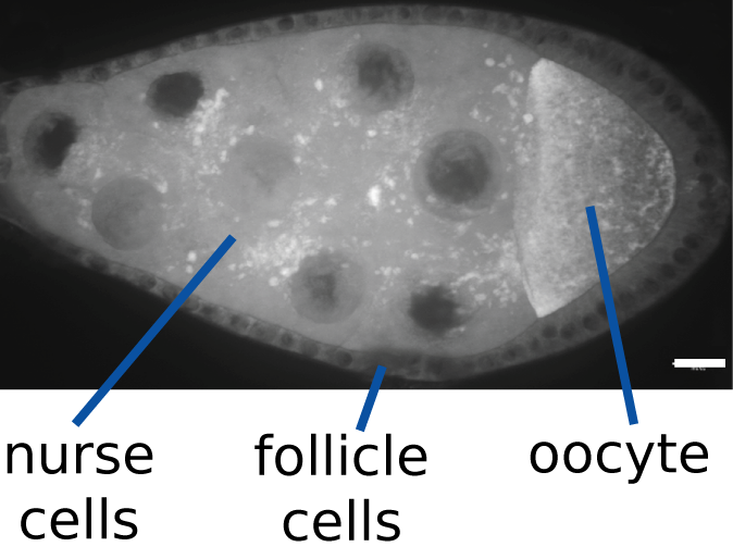 File:Ribonucleoprotein particles in the Drosophila egg chamber.png