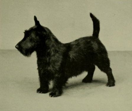 File:Scottish Terrier Sire.jpg