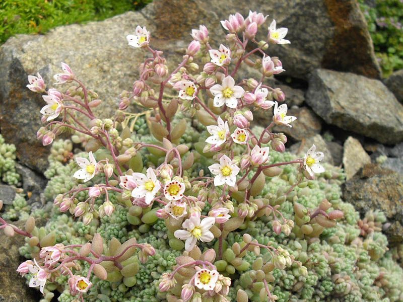 File:Sedum dasyphyllum (1) 6.jpg