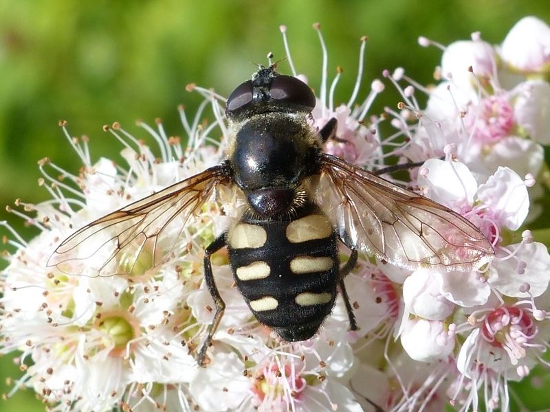 File:Sericomyia transversa 57012547.jpg