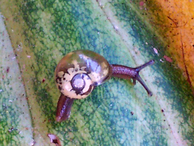 File:Snail - Tia River, altitude 1350 metres2.jpg