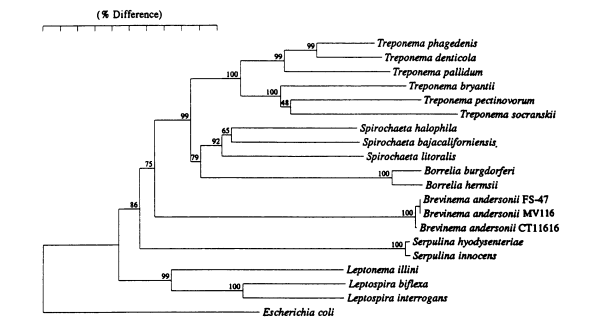 File:Spirochete dendrogram.png