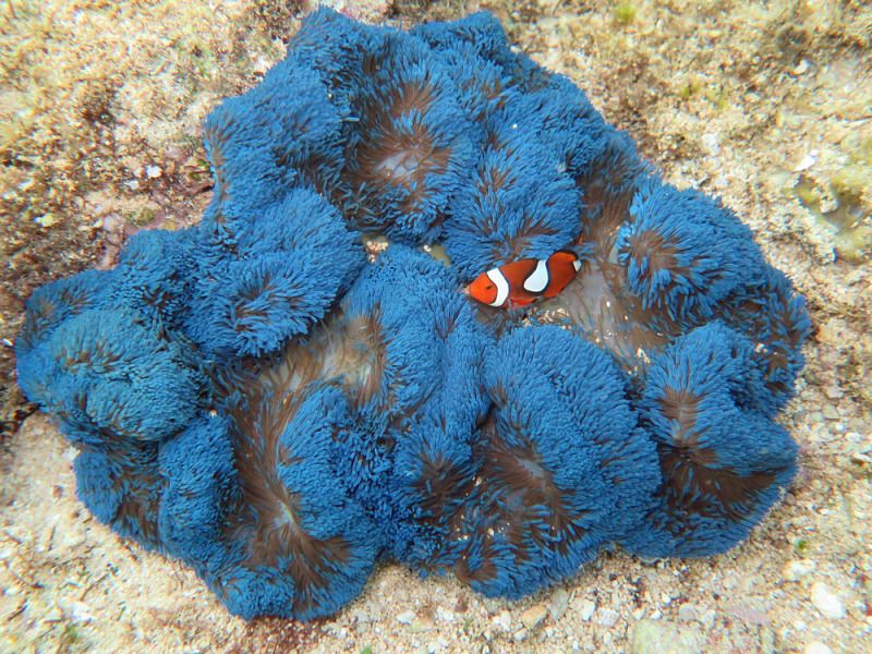 File:Stichodactyla gigantea, Amphiprion percula.jpeg