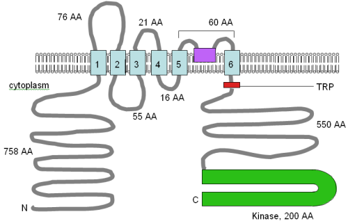 File:TRPM6-7 topology.png