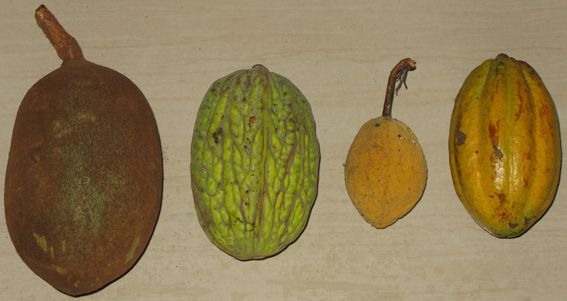 File:Theobroma fruits.jpg