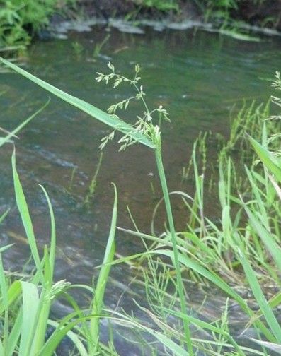 File:Torreyochloa pallida var pauciflora BLM-1.jpg