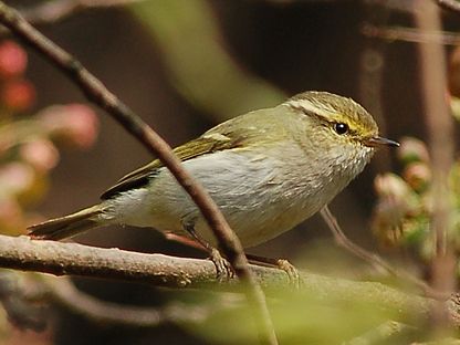 File:20070304贵阳-黄腰柳莺 (cropped and mirrored).jpg