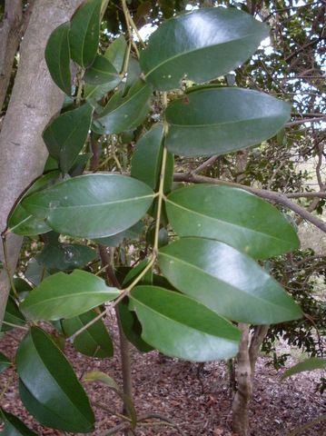 File:Acmena hemilampra - leaves.JPG