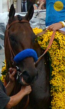 File:American Pharoah cropped.jpg