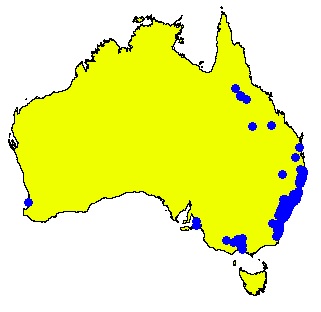 File:Angophora costata DistMap.png