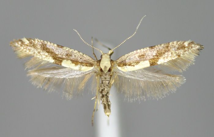 File:Argyresthia conjugella E-MK-14770a.jpg