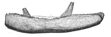 File:Asterolepis lower jaw portion.jpg