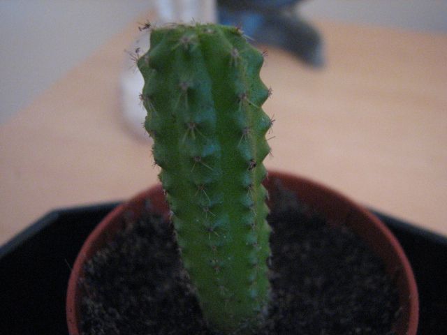 File:Baby Bridgesii.jpg