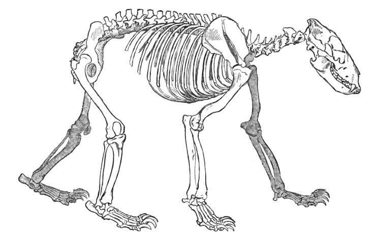 File:BearSkeletonLyd.jpg