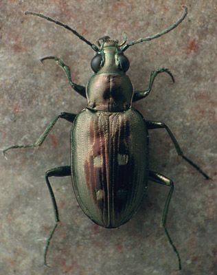 File:Bembidion lorquinii.jpg