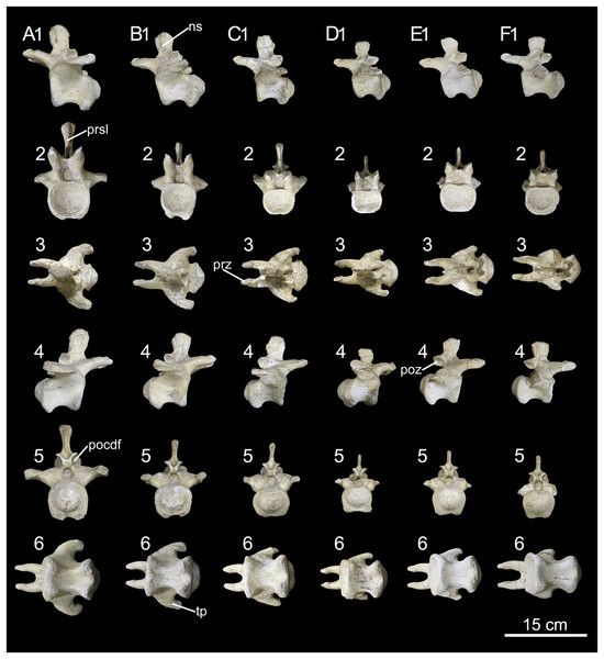 File:Caieiria allocaudata 2.jpg