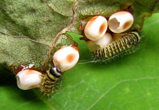 File:Callosamia promethea eggs and 1st instar.jpg