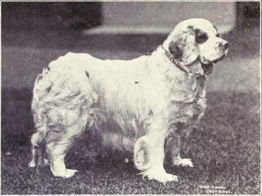 File:Clumber Spaniel from 1915.JPG