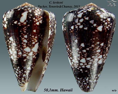 File:Conus leviteni 3.jpg