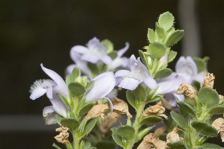 File:Eremophila behriana.jpg