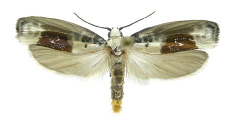 File:Ethmia millerorum.jpg