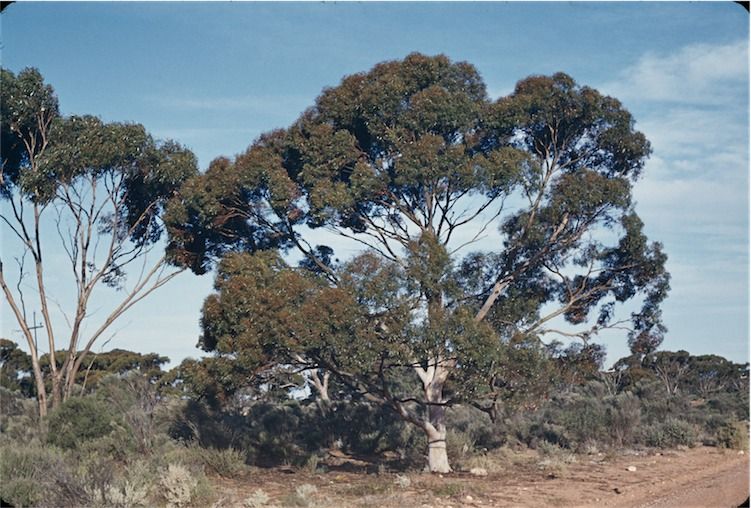 File:Eucalyptus brockwayi.jpg