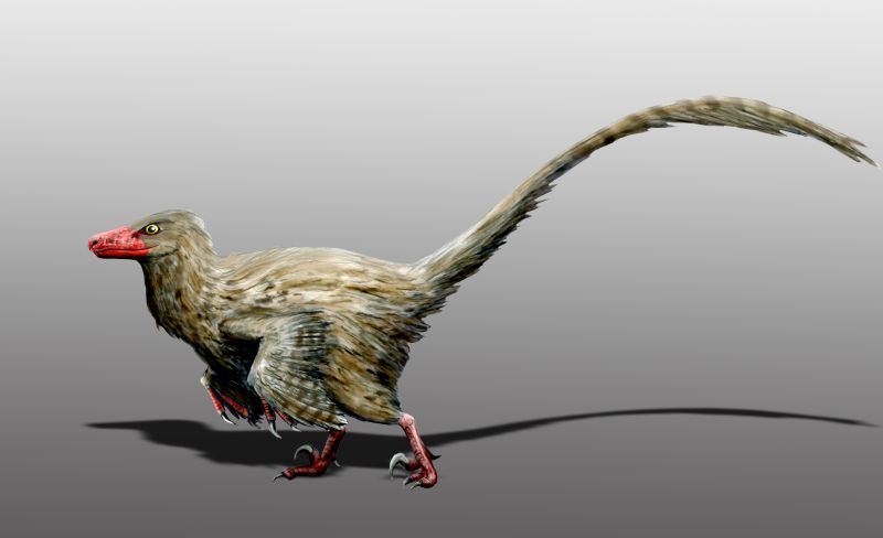 File:Hesperonychus elizabethae.jpg