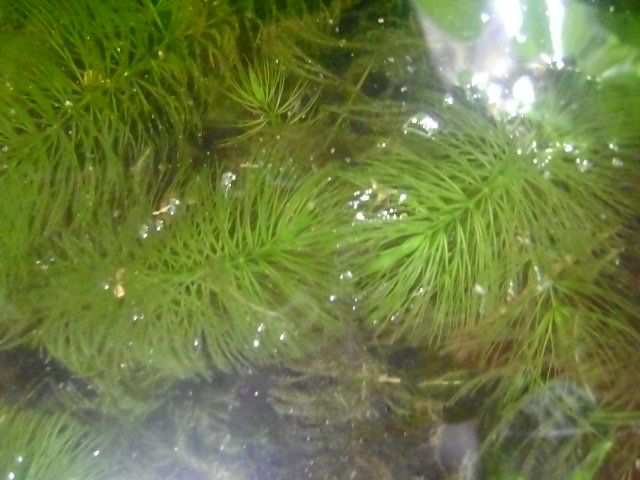 File:Hydrilla.jpg