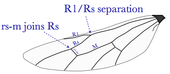 File:Ichneumonid hind wing.png